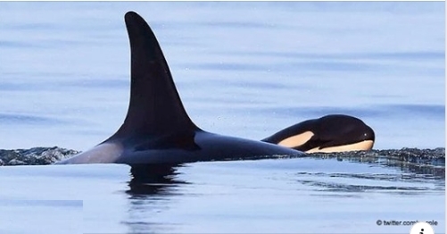 Orca Tahlequah - die ihr totes Kalb 17 Tage lang trug, wurde wieder Mutter
